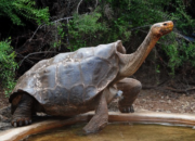 Kenali Arti Mimpi Melihat Kura Kura Besar Dan Kecil Temukan Makna Rahasianya Disini