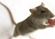 Simak! Arti Mimpi Di Gigit Tikus : Pertanda Baik atau Buruk? Kuak Misterinya!