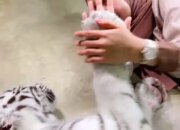 Simak! Arti Mimpi Digigit Macan  yang Perlu Diketahui