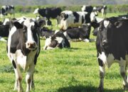 Kenali Arti Mimpi Dikejar Sapi  yang Perlu Diketahui