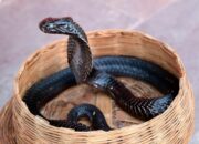 Kisah di Balik Arti Mimpi Buaya Menurut Islam : Ini Penjelasannya