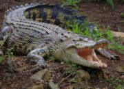 Penafsiran Unik: Arti Mimpi Di Gigit Buaya  yang Perlu Diketahui