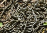 Wah, Arti Mimpi Banyak Ular Di Rumah : Pertanda Baik atau Buruk? Kuak Misterinya!