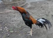 Misteri Terungkap: Arti Mimpi Ayam Jago Ternyata Ini Artinya Menurut Pakar