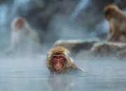 Simak! Arti Mimpi Melihat Monyet Ternyata Ini Artinya Menurut Pakar