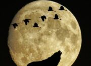 Kisah di Balik Arti Mimpi Melihat Bulan Purnama : Pertanda Baik atau Buruk? Kuak Misterinya!