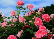 Arti Mimpi Menanam Bunga  yang Perlu Diketahui