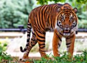 Buka Mata! Arti Mimpi Melihat Harimau Loreng : Ini Penjelasannya