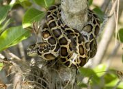 Penafsiran Unik: Arti Mimpi Dililit Ular Di Leher : Ini Penjelasannya