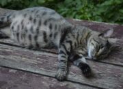 Penafsiran Unik: Arti Mimpi Mau Melahirkan Tapi Tidak Jadi Ternyata Ini Artinya Menurut Pakar