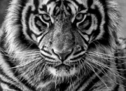 Tabir Terbuka:Rahasia Tersembunyi: Arti Mimpi Di Kejar Macan  yang Perlu Diketahui