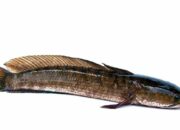 Misteri Terungkap: Arti Mimpi Ikan Gabus Ternyata Ini Artinya Menurut Pakar