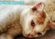 Kisah di Balik Arti Mimpi Kucing Menurut Islam  yang Perlu Diketahui