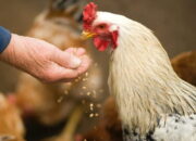 Buka Mata! Arti Mimpi Dikasih Ayam Sama Orang : Pertanda Baik atau Buruk? Kuak Misterinya!