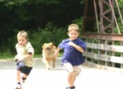 Wah, Arti Mimpi Dikejar Anjing : Pertanda Baik atau Buruk? Kuak Misterinya!