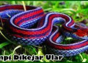 Simak! Arti Mimpi Dikejar Ular Kobra : Ini Penjelasannya