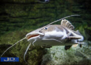 Penafsiran Unik: Arti Mimpi Ikan Lele  yang Perlu Diketahui