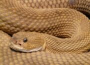 Tabir Terbuka:Rahasia Tersembunyi: Arti Mimpi Ketemu Ular : Ini Penjelasannya