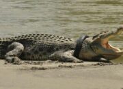 Wah, Arti Mimpi Melihat Buaya Banyak : Pertanda Baik atau Buruk? Kuak Misterinya!