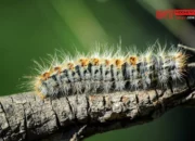 Simak! Arti Mimpi Melihat Ulat Kecil Banyak Sekali : Ini Penjelasannya