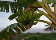 Kisah di Balik Arti Mimpi Menebang Pohon Pisang Ternyata Ini Artinya Menurut Pakar