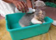 Buka Mata! Arti Mimpi Memandikan Kucing Temukan Makna Rahasianya Disini