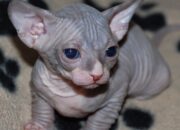 Misteri Terungkap: Arti Mimpi Memelihara Kucing : Pertanda Baik atau Buruk? Kuak Misterinya!