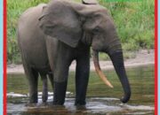 Kisah di Balik Arti Mimpi Melihat Gajah : Ini Penjelasannya