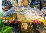 Kenali Arti Mimpi Ikan Besar : Pertanda Baik atau Buruk? Kuak Misterinya!