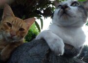 Wah, Arti Mimpi Kucing Peliharaan Mati : Ini Penjelasannya