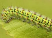 Wah, Arti Mimpi Ulat Bulu Menurut Islam  yang Perlu Diketahui