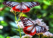 Kisah di Balik Arti Mimpi Kupu Kupu Ternyata Ini Artinya Menurut Pakar