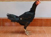 Tabir Terbuka:Rahasia Tersembunyi: Arti Mimpi Ayam Betina Ternyata Ini Artinya Menurut Pakar