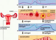 Penafsiran Unik: Arti Mimpi Menstruasi : Pertanda Baik atau Buruk? Kuak Misterinya!