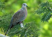 Penafsiran Unik: Arti Mimpi Burung Perkutut : Pertanda Baik atau Buruk? Kuak Misterinya!