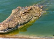 Kisah di Balik Arti Mimpi Melihat Buaya Di Sungai  yang Perlu Diketahui