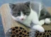 Penafsiran Unik: Arti Mimpi Melihat Kucing Mati : Pertanda Baik atau Buruk? Kuak Misterinya!
