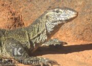 Kisah di Balik Arti Mimpi Melihat Biawak Ternyata Ini Artinya Menurut Pakar