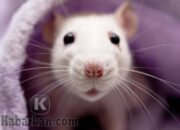 Misteri Terungkap: Arti Mimpi Melihat Tikus Temukan Makna Rahasianya Disini