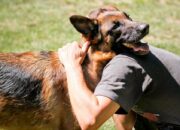 Penafsiran Unik: Arti Mimpi Memelihara Anjing Ternyata Ini Artinya Menurut Pakar