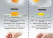 Misteri Terungkap: Arti Mimpi Melihat Telur Ayam Ternyata Ini Artinya Menurut Pakar