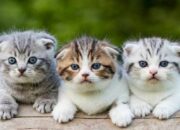 Kisah di Balik Arti Mimpi Banyak Kucing : Pertanda Baik atau Buruk? Kuak Misterinya!