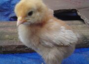 Misteri Terungkap: Arti Mimpi Anak Ayam : Ini Penjelasannya