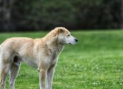 Kenali Arti Mimpi Digigit Anjing Di Tangan Kanan  yang Perlu Diketahui