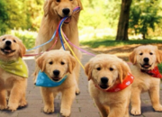 Tabir Terbuka:Rahasia Tersembunyi: Arti Mimpi Melihat Banyak Anjing : Pertanda Baik atau Buruk? Kuak Misterinya!