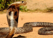 Buka Mata! Arti Mimpi Digigit Ular Kobra Temukan Makna Rahasianya Disini