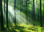 Wah, Arti Mimpi Tersesat Di Hutan  yang Perlu Diketahui