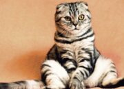 Wah, Arti Mimpi Kucing Mati Temukan Makna Rahasianya Disini