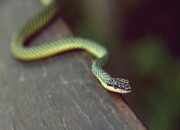 Tabir Terbuka:Rahasia Tersembunyi: Arti Mimpi Ular Hitam Temukan Makna Rahasianya Disini