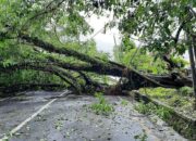 Simak! Arti Mimpi Pohon Tumbang Ternyata Ini Artinya Menurut Pakar